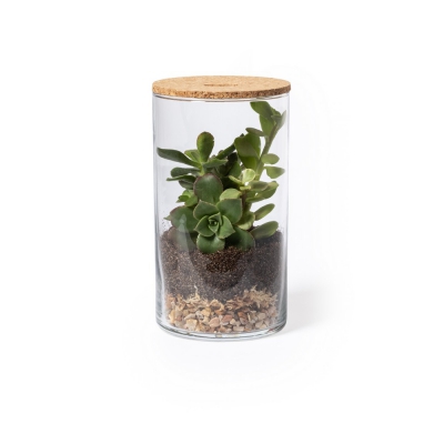 Szklane terrarium, nasiona kaktusa